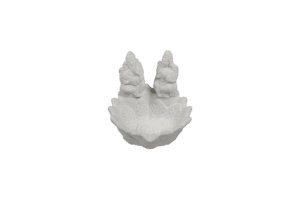 PLAIN DIYA 13 (Pack of 2)